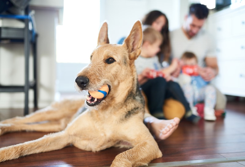 Three Ways Your Pets Impact Your Home in Greer, SC